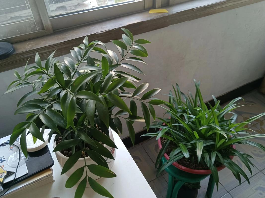 火命人适合种植或养护哪些植物？