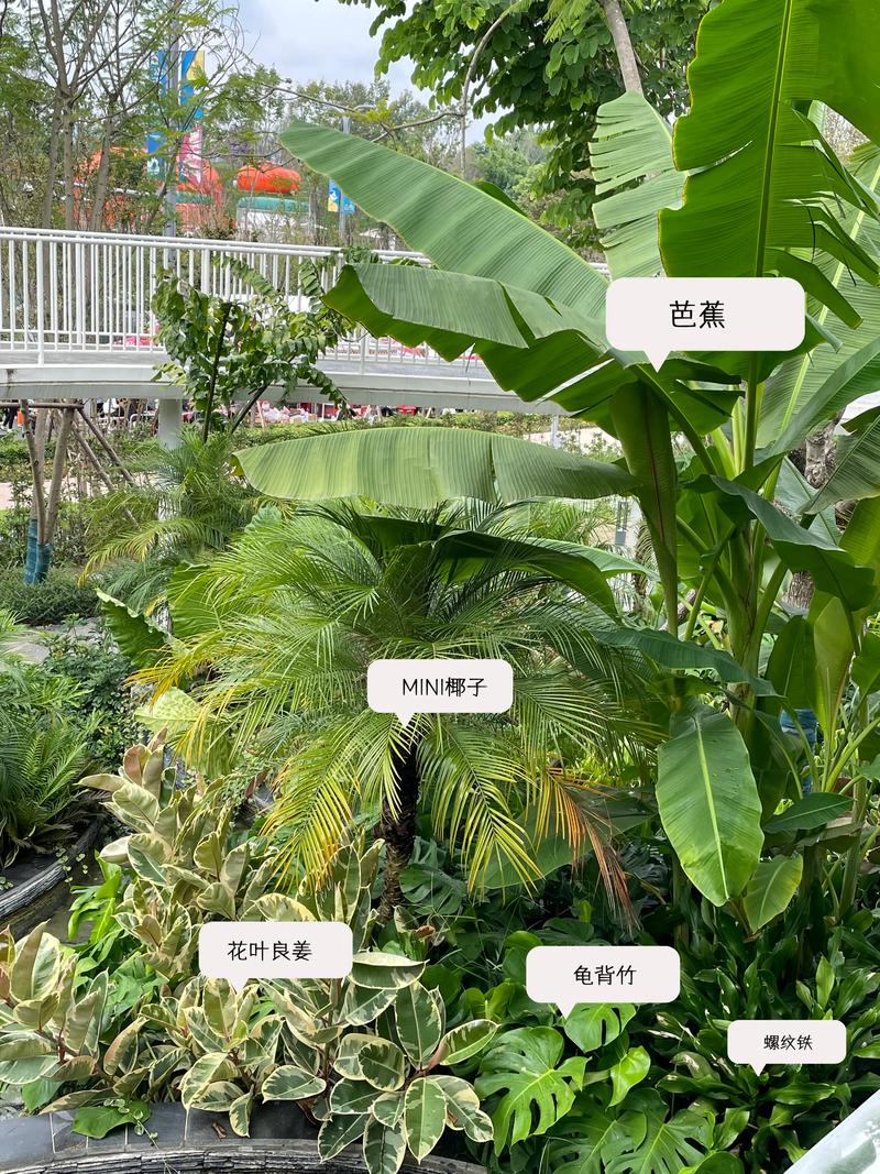 庭院种植芭蕉是否与风水学说中的吉凶有关联？