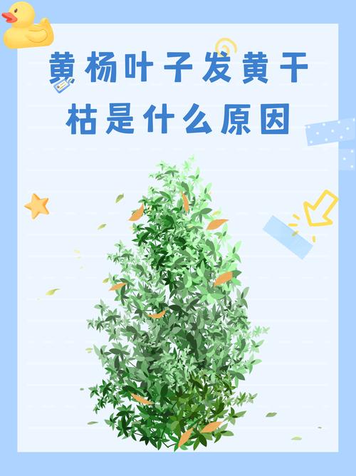 黄杨树叶子发黄会对家居风水产生怎样的影响呢？