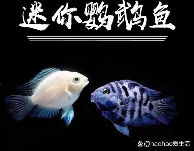 迷你鹦鹉真的能成为风水鱼吗？