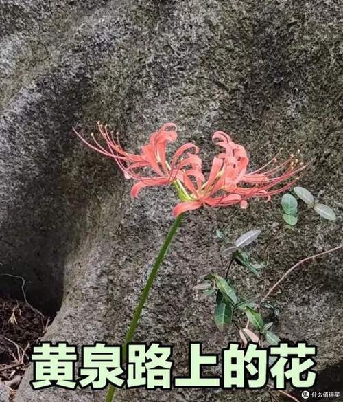 下午不宜栽花，这地方风水真的好吗？
