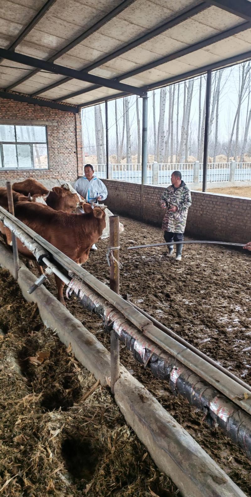 农村养牛会对当地风水产生怎样的影响呢？