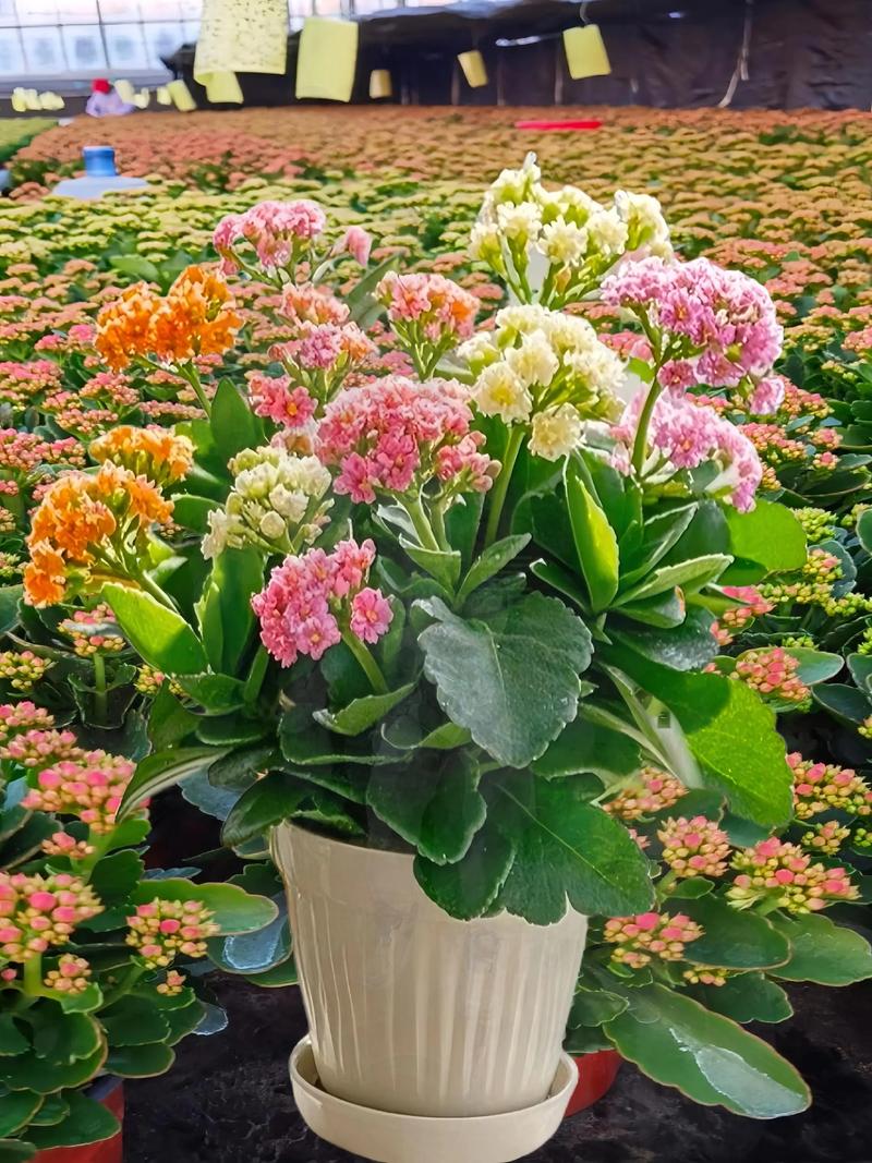 什么命的人最适合养花？金命人最适合养哪10种花？