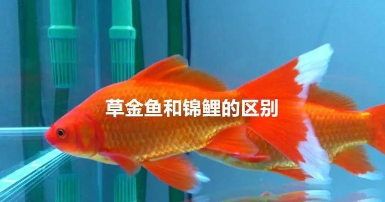 风水鱼中，金鱼和锦鲤是否被统一计算在内呢？