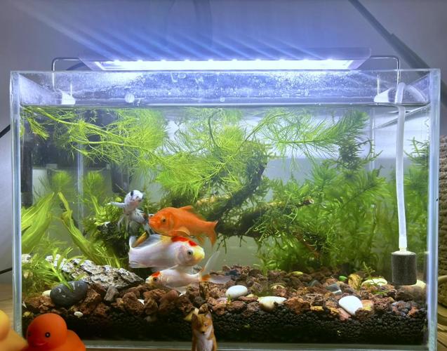 养草缸鱼类对家居风水有何具体影响或不利之处？