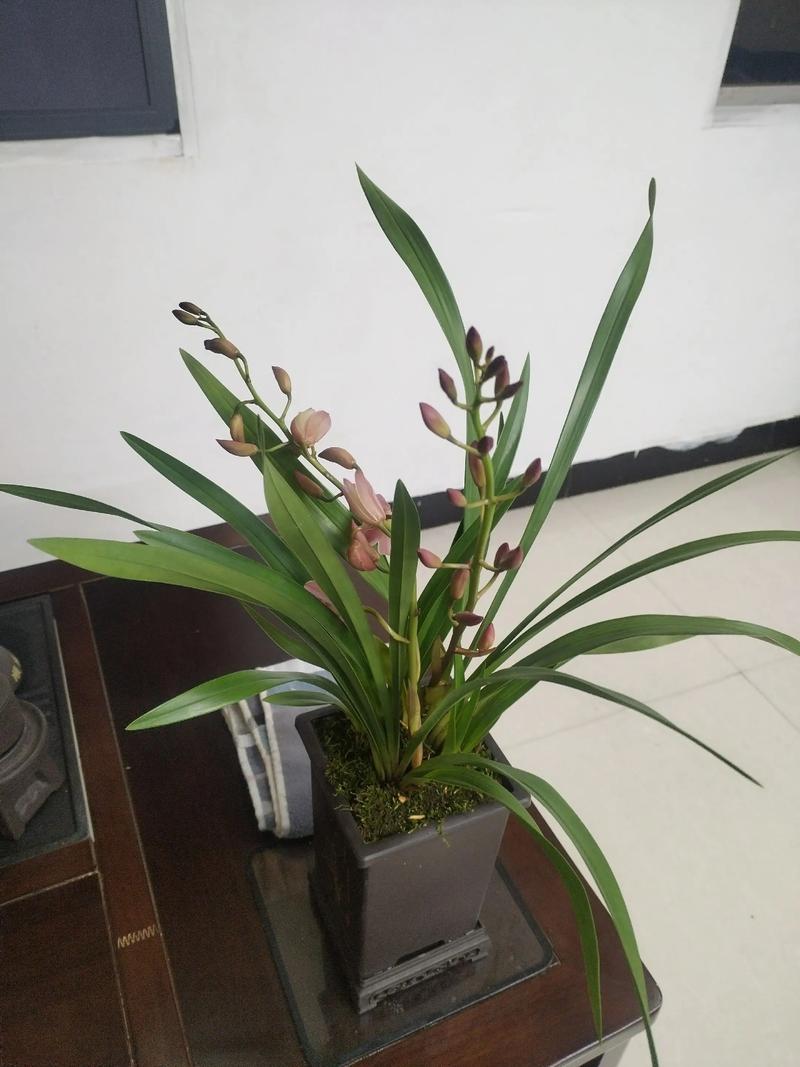 在风水布局中，摆放建兰是否有利于家居环境的和谐与吉祥？