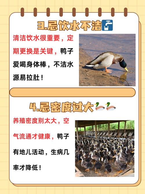 家里养鸡鸭鹅等家禽会对风水产生怎样的影响呢？