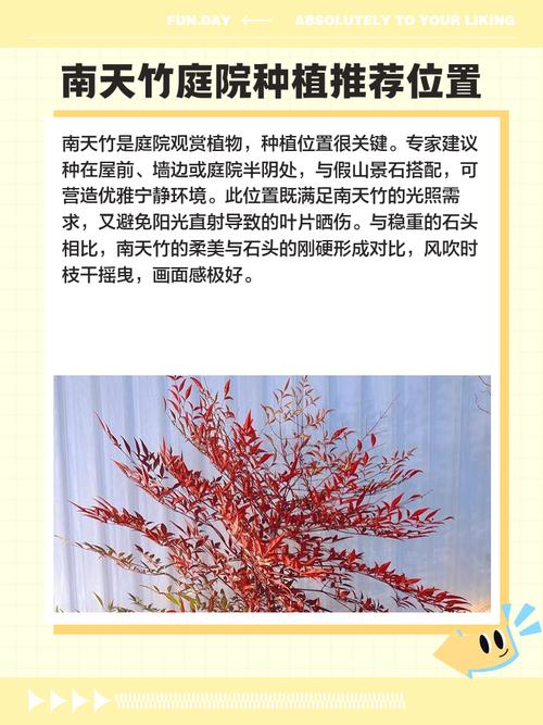 在风水学中，屋前种植竹子是否合适呢？