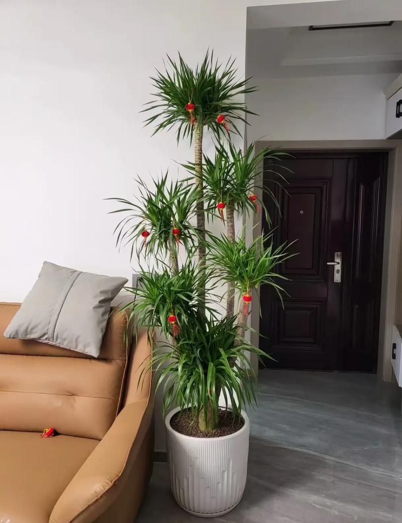 客厅摆放风水龙脉如何调整以增强家居运势？