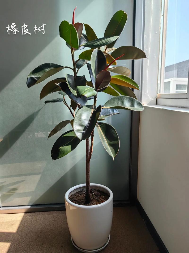 橡皮树风水摆放，能否直接面对厕所？