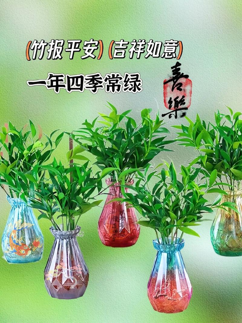 驱蚊竹的风水寓意有哪些，能详细介绍一下吗？