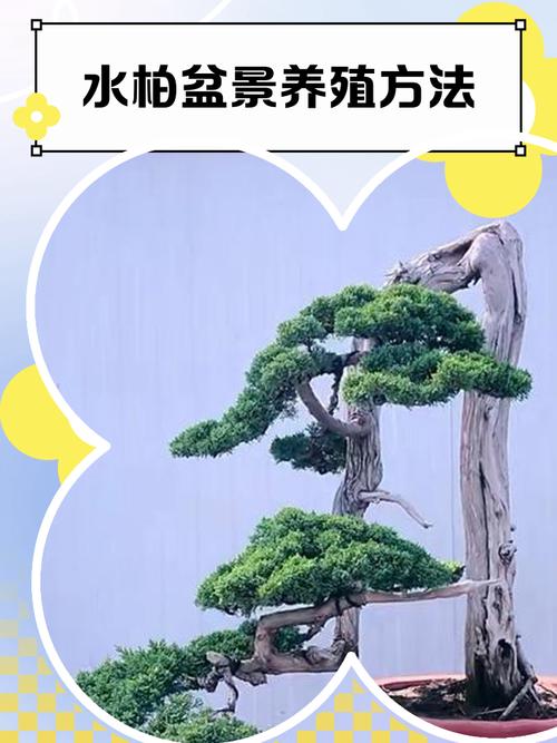 柏木在家居风水中有哪些具体的作用和影响？