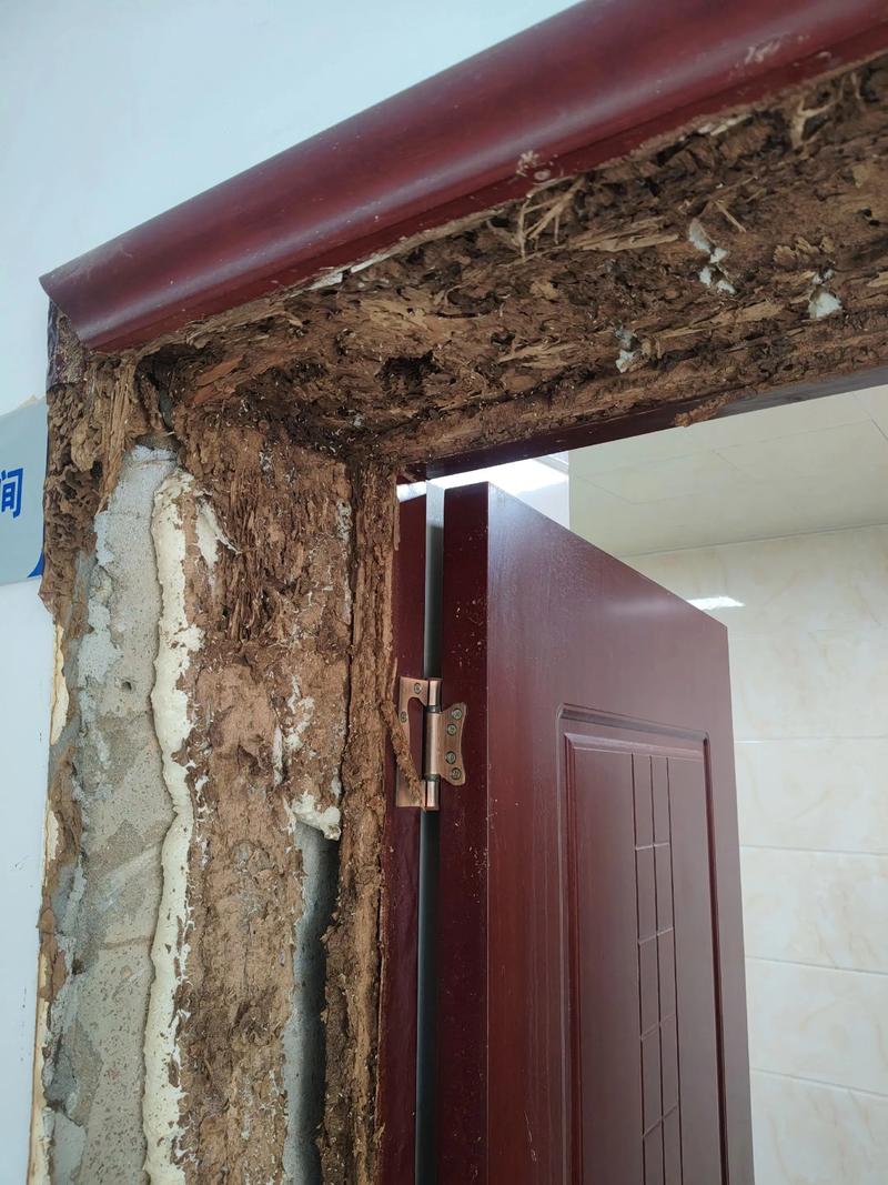 屋后白蚂蚁对家居风水有何具体影响？