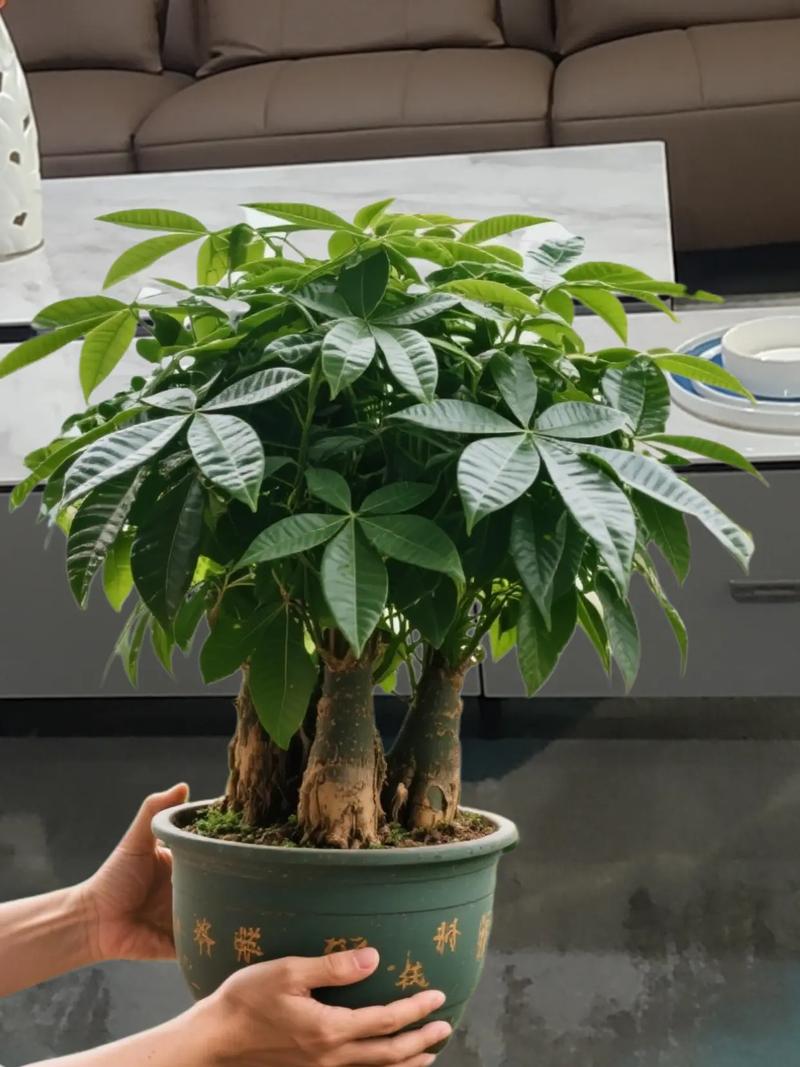 风水摆件对改善家居环境中的树指布局效果显著吗？