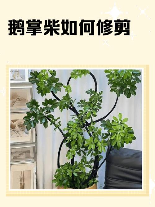 秋天风水上修剪树木需要注意什么？