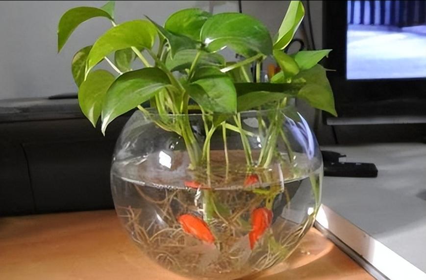 风水鱼缸上方摆放绿萝，这样做对风水有影响吗？