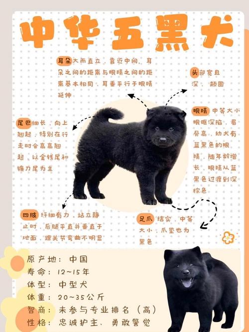 养黑狗真的能够改变家里的风水吗？