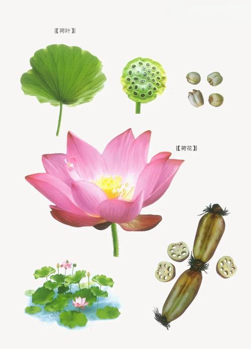 挡风水的莲子可以安全食用吗？