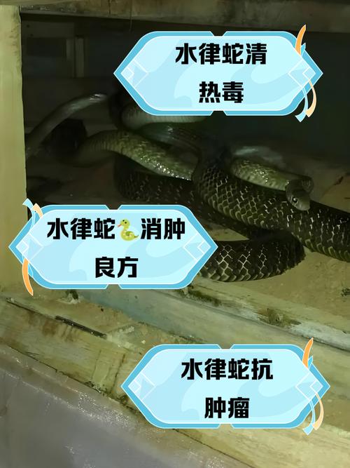 家里风水适宜养蛇吗？这地方适合蛇跑吗？