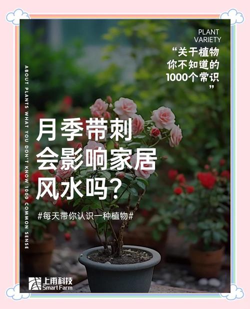 月季带刺对店铺风水有不良影响吗？