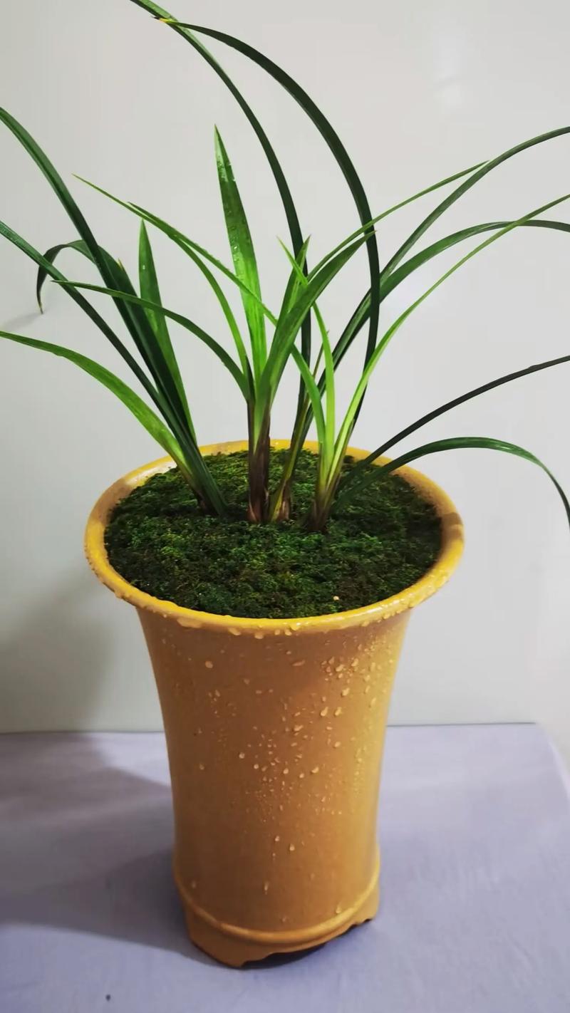 家里摆放兰草会影响风水运势吗？