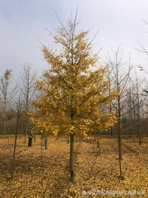 门口种植银杏树对父子风水有何影响？