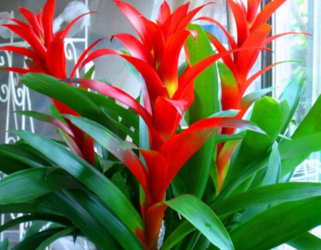 摆放鸿运当头摆件有哪些风水注意事项？