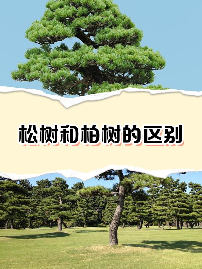 松柏木命与哪种命相配最和谐？松柏木属阴木还是阳木？