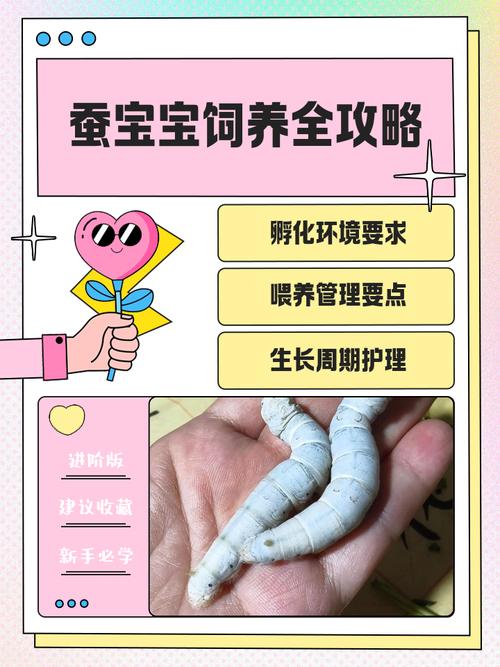 家里养蚕会对风水产生怎样的影响或作用呢？