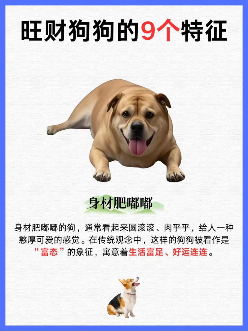 新家风水对小狗来说真的那么重要吗？