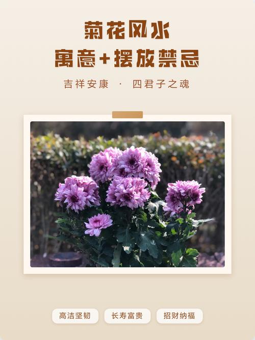 家里摆放菊花风水上有什么讲究？
