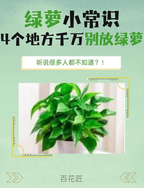 绿萝摆放在家里风水如何，对家居风水有好处吗？