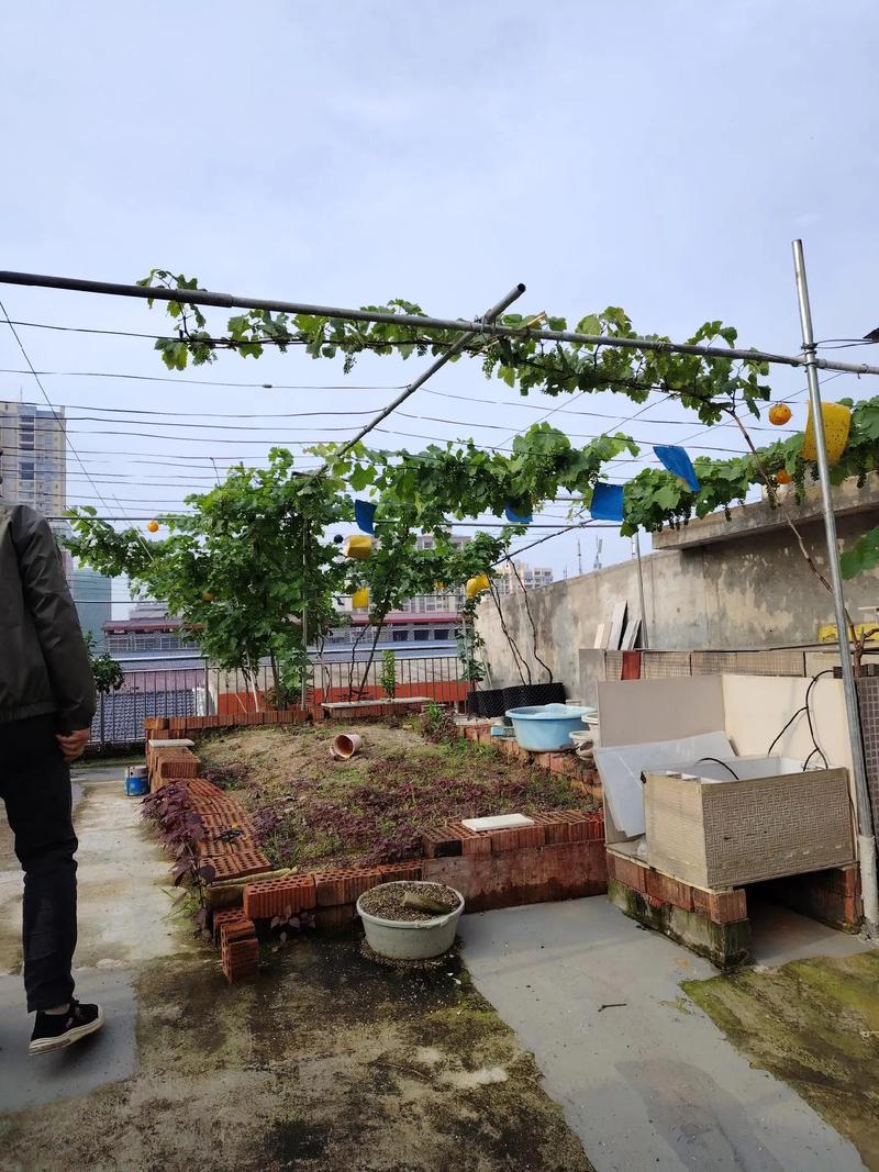 楼顶种植葡萄会对住宅风水产生哪些不利影响？