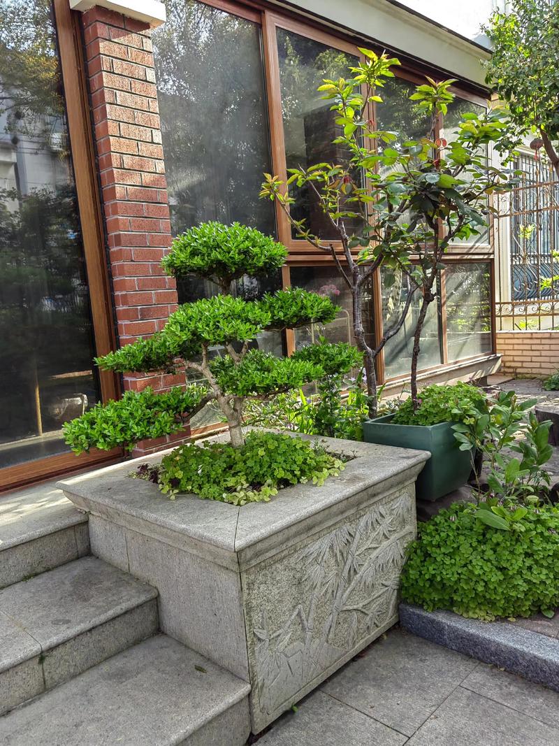 庭院里种什么树符合水命，适合庭院设计？