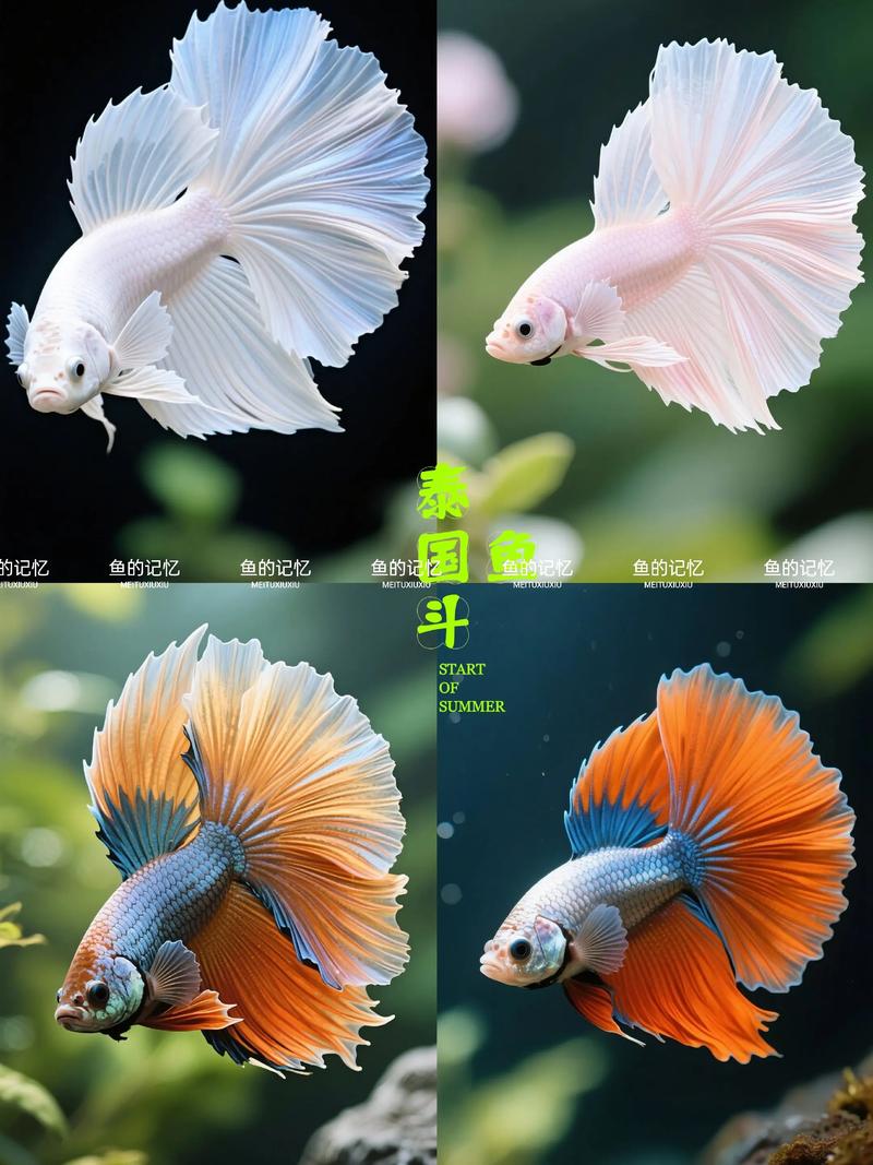 泰国斗鱼作为风水鱼，其摆放位置和寓意有何讲究？