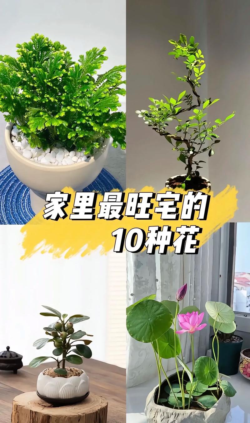 平房养花对风水有好处吗？哪种植物适合？