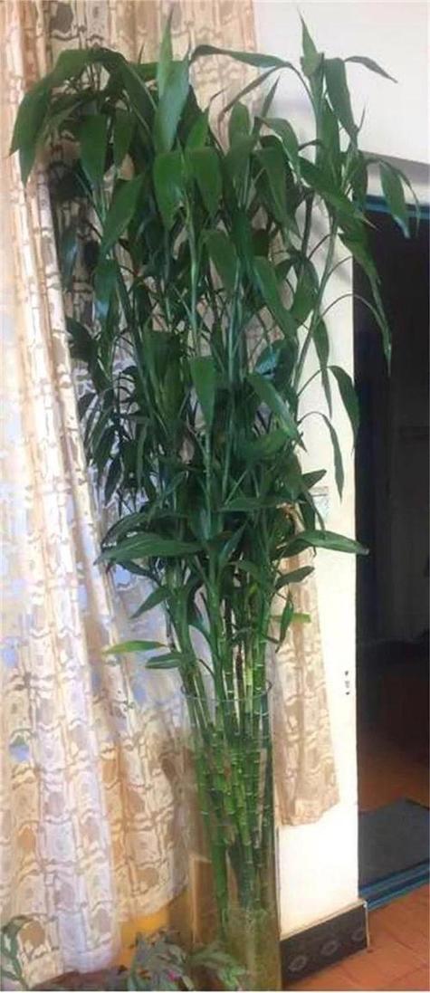 砍断竹子对家居风水有何具体影响？