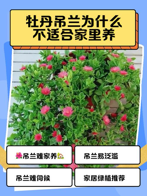 为什么说吊兰在风水上不适合养护？