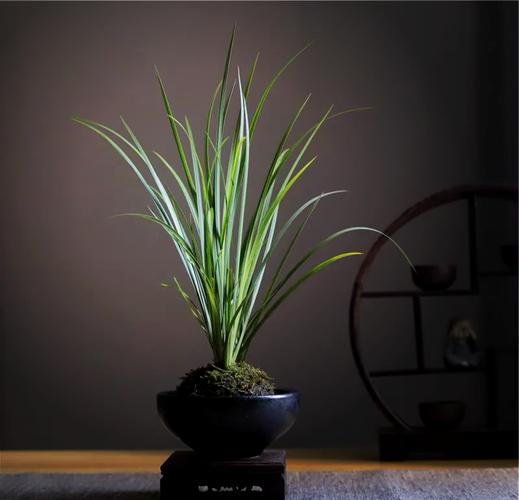 家里养菖蒲这种风水植物可行吗？有什么注意事项？