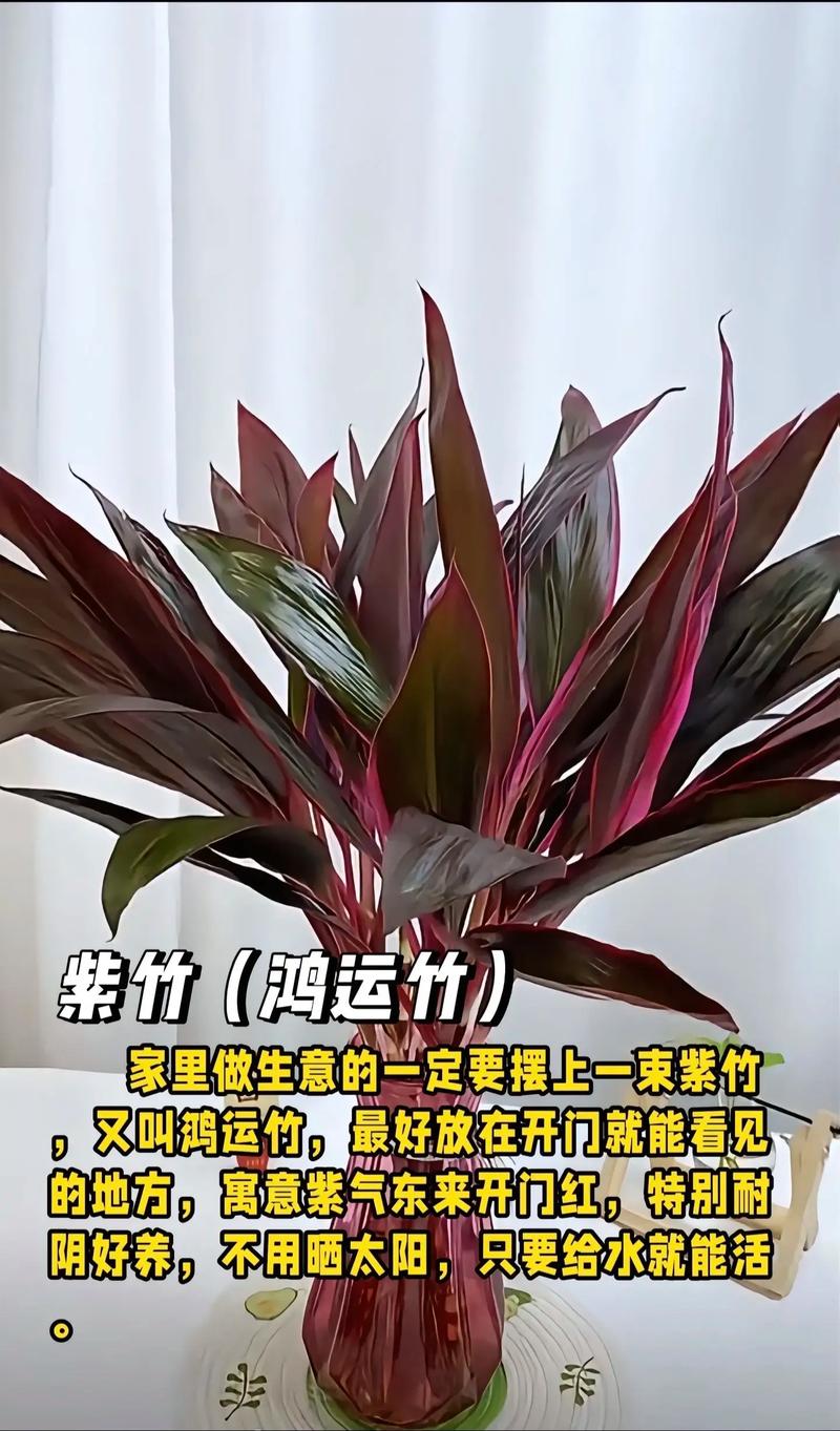 住宅种花对风水有好处吗？哪种植物更适宜？
