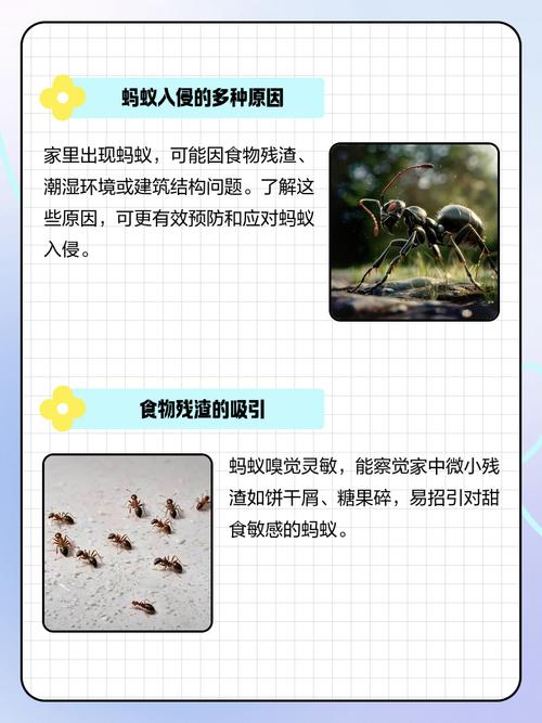 家里蚂蚁成群,是不是与家居风水布局有关呢?