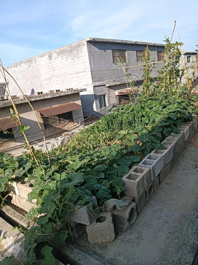 在楼顶种植蔬菜会对住宅风水产生不良影响吗？