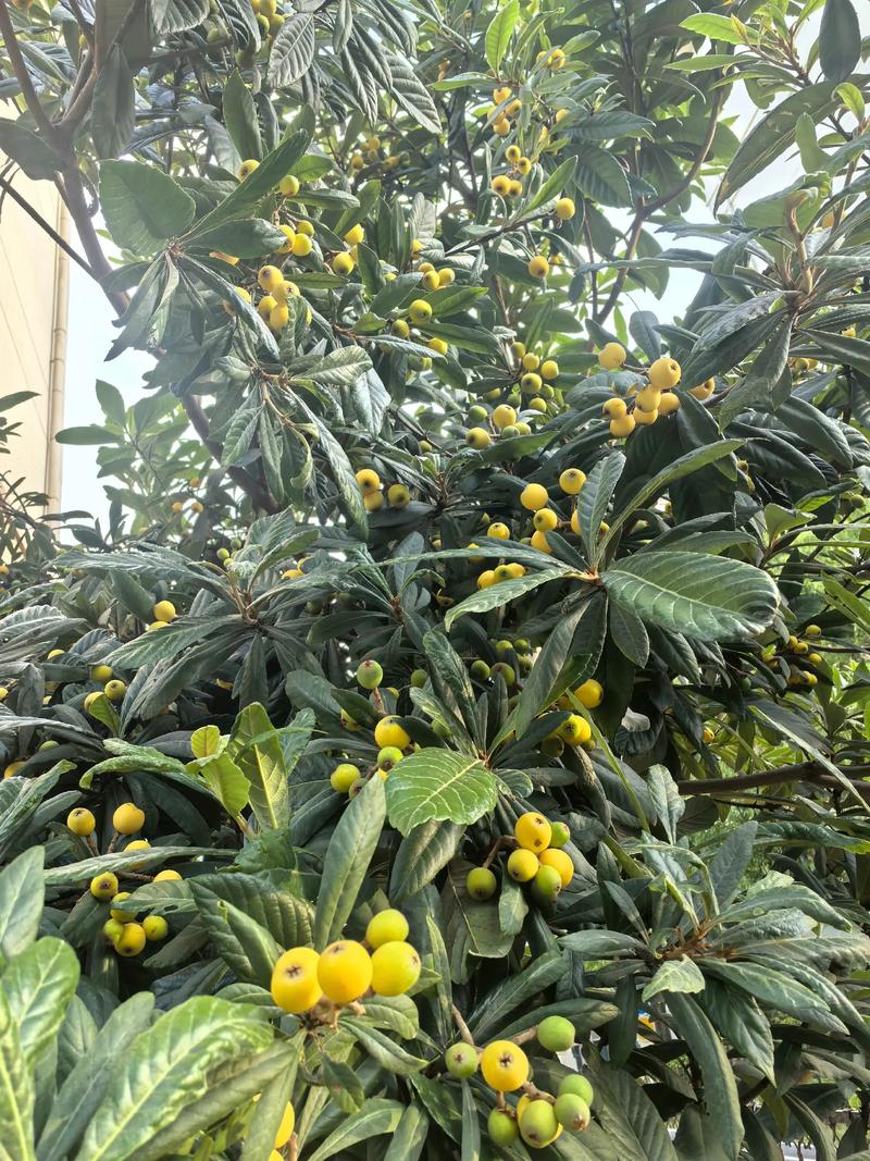 枇杷树在风水学中扮演着怎样的角色？