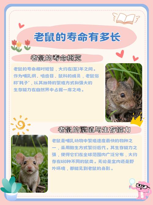 小老鼠的生命难道不是生命，为何不将其视为宝贵的存在？