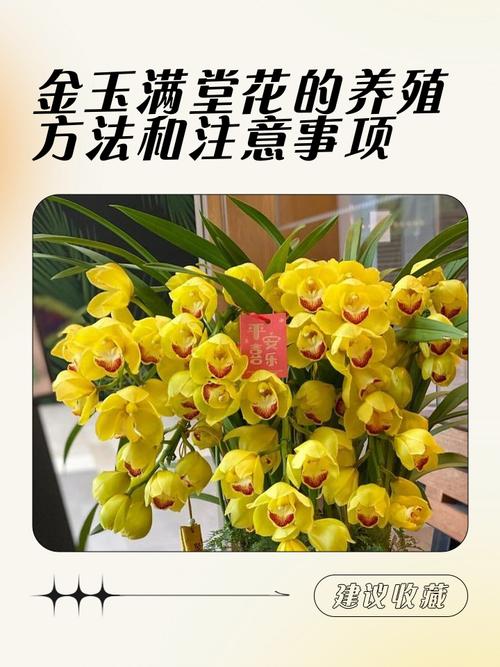 男金命女土命适合养什么花？土命人做什么生意能成功？