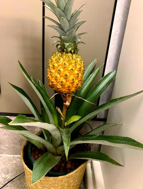 家里种植菠萝会对风水产生怎样的影响呢？