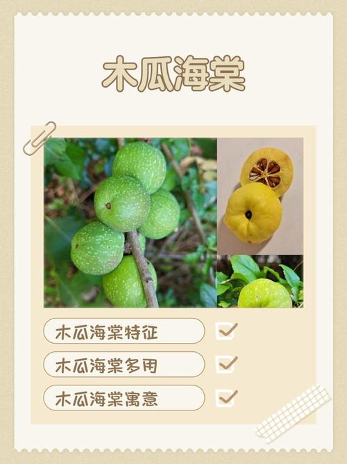 木瓜海棠对家居风水有何具体影响或作用？