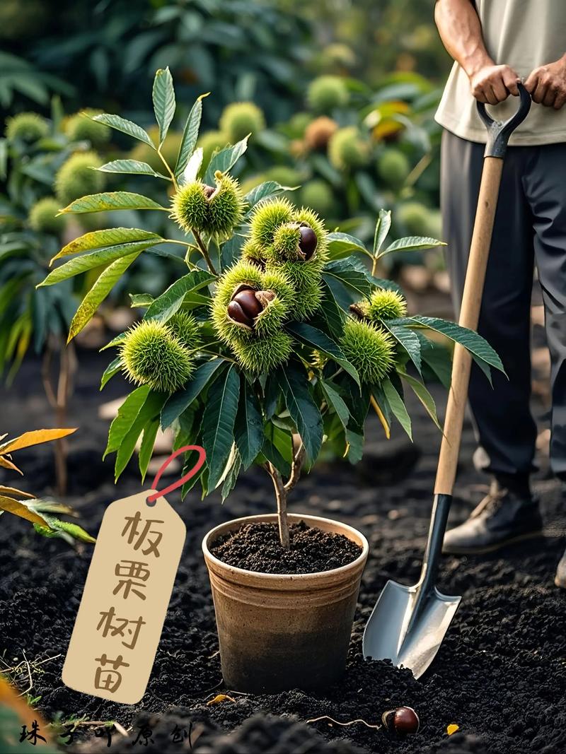 在风水屋后种植板栗树合适吗？