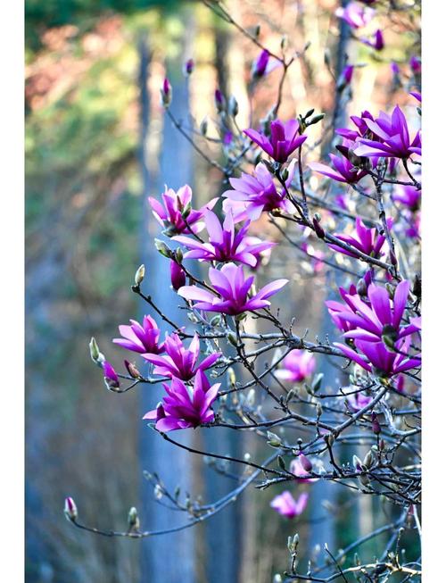 紫玉兰作为风水树木，其作用和意义具体体现在哪些方面呢？