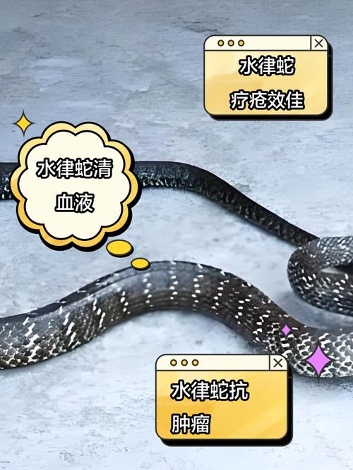 风水蛇能否食用？它有毒吗？